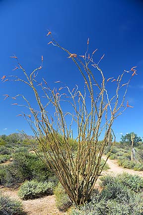 Ocotilllo, McDowell Mountain Regional Park, March 20, 2015